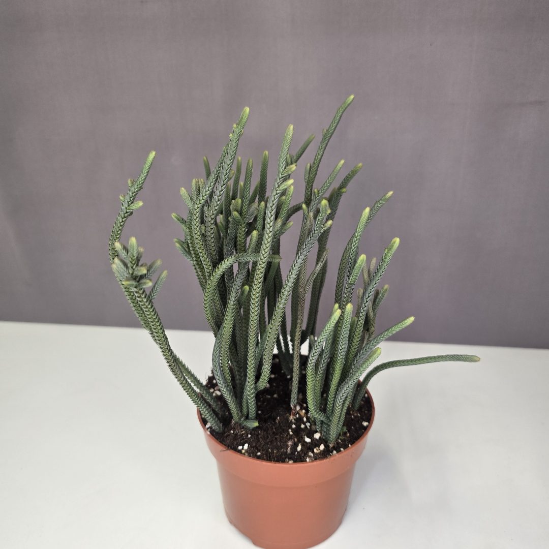 Crassula muscosa 10/20