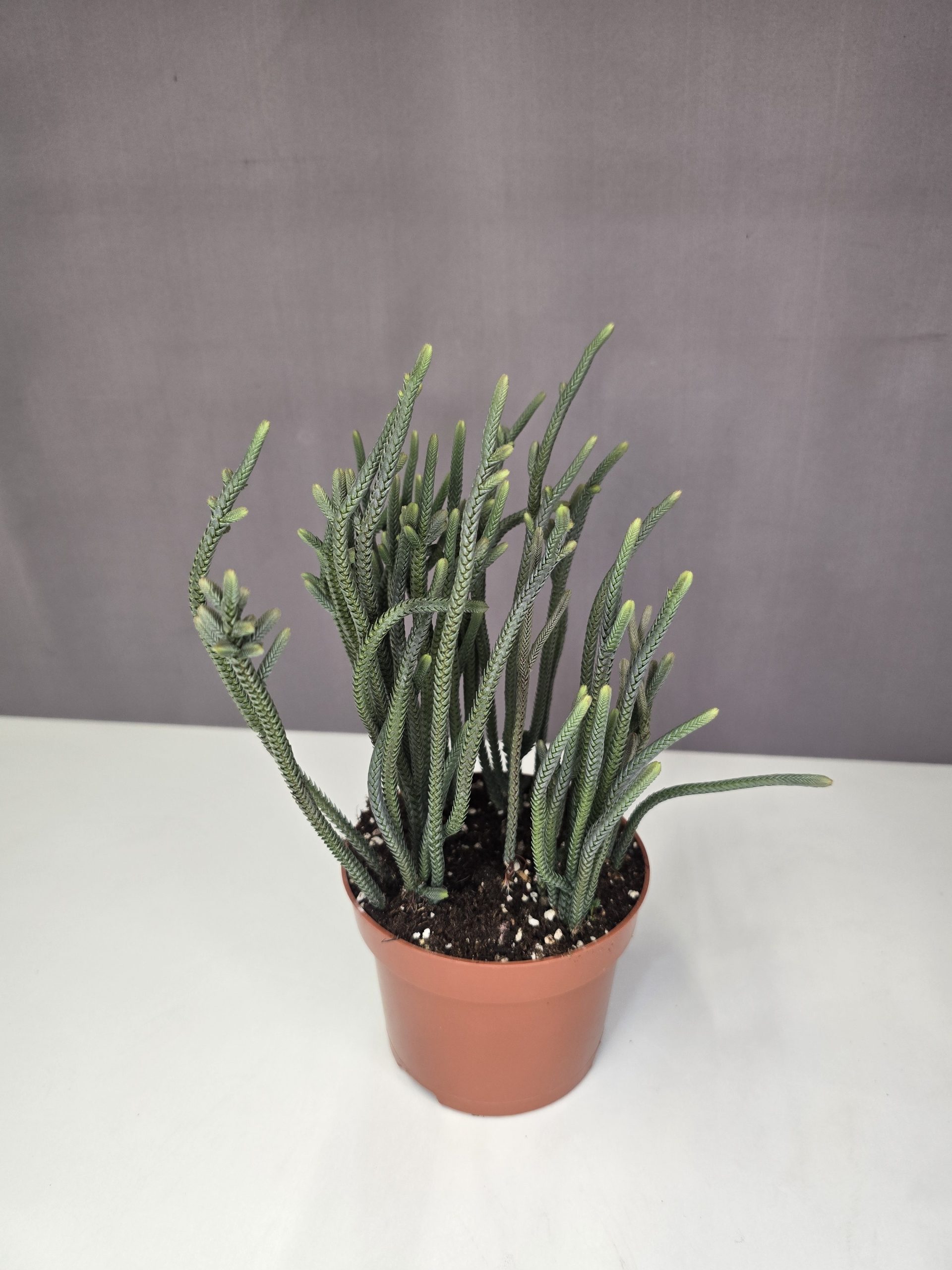 Crassula muscosa 10/20