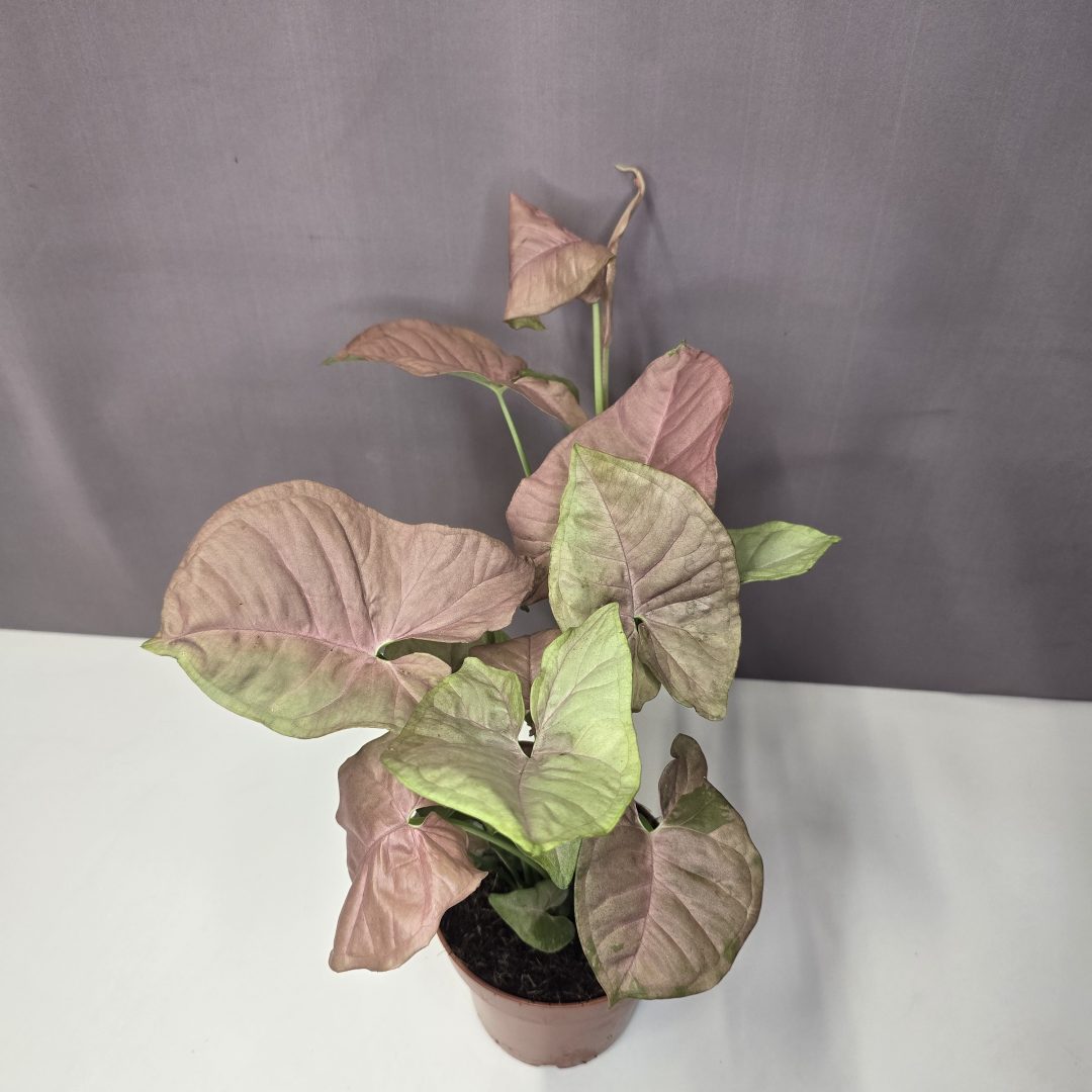 Syngonium 'Neon robusta' 12/30