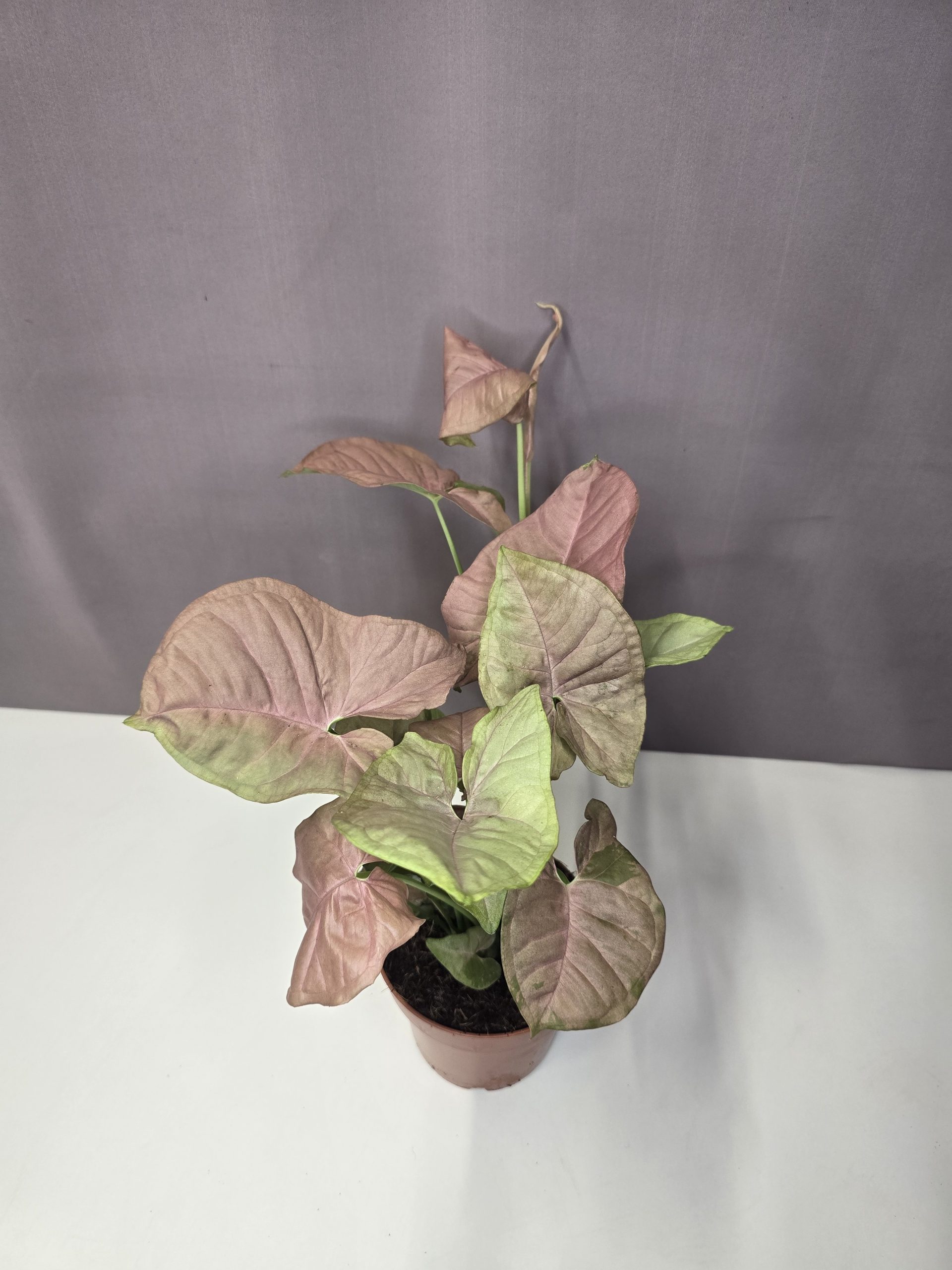 Syngonium ‘Neon robusta’ 12/30