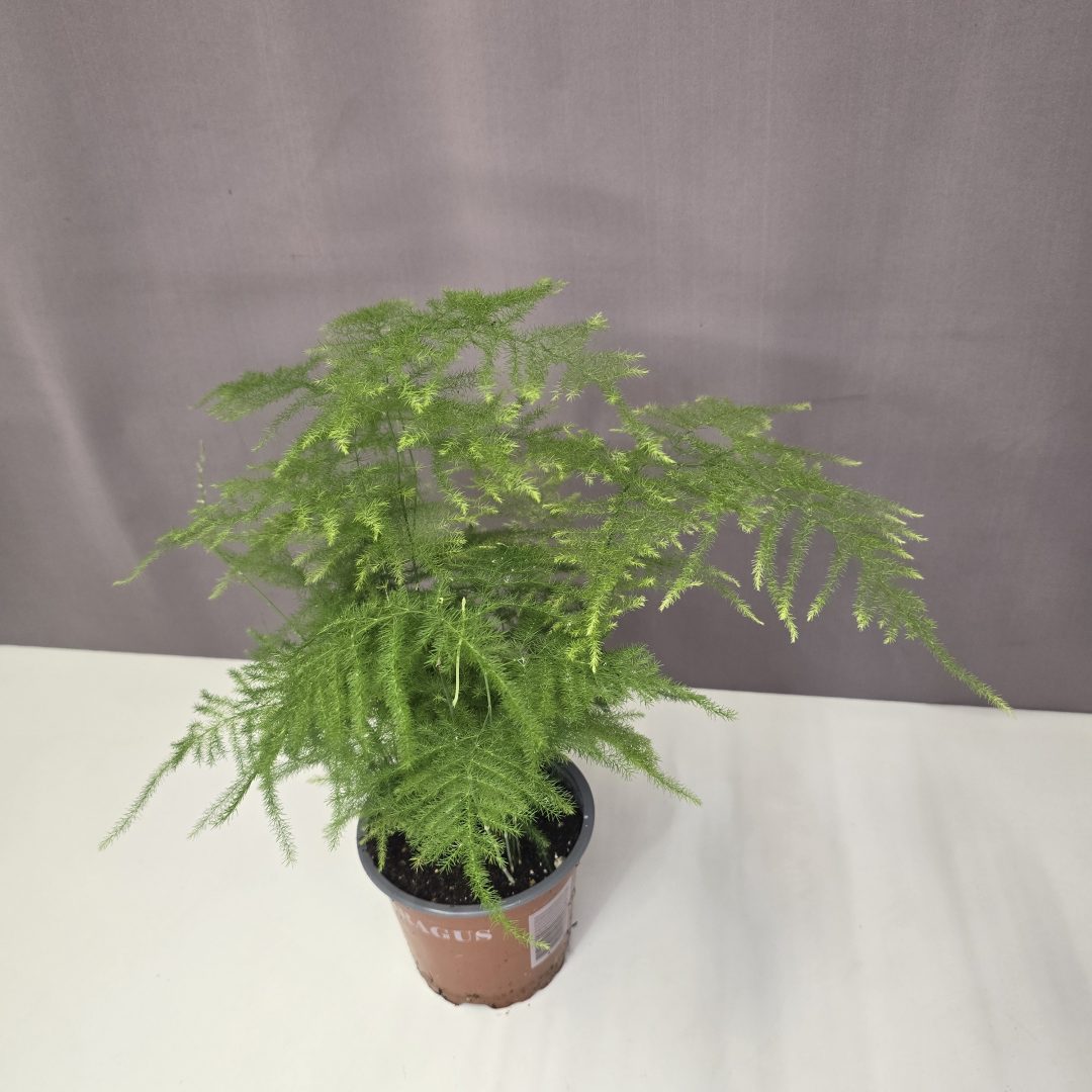 Asparagus setaceus - Fátyolaszparágusz 12/45