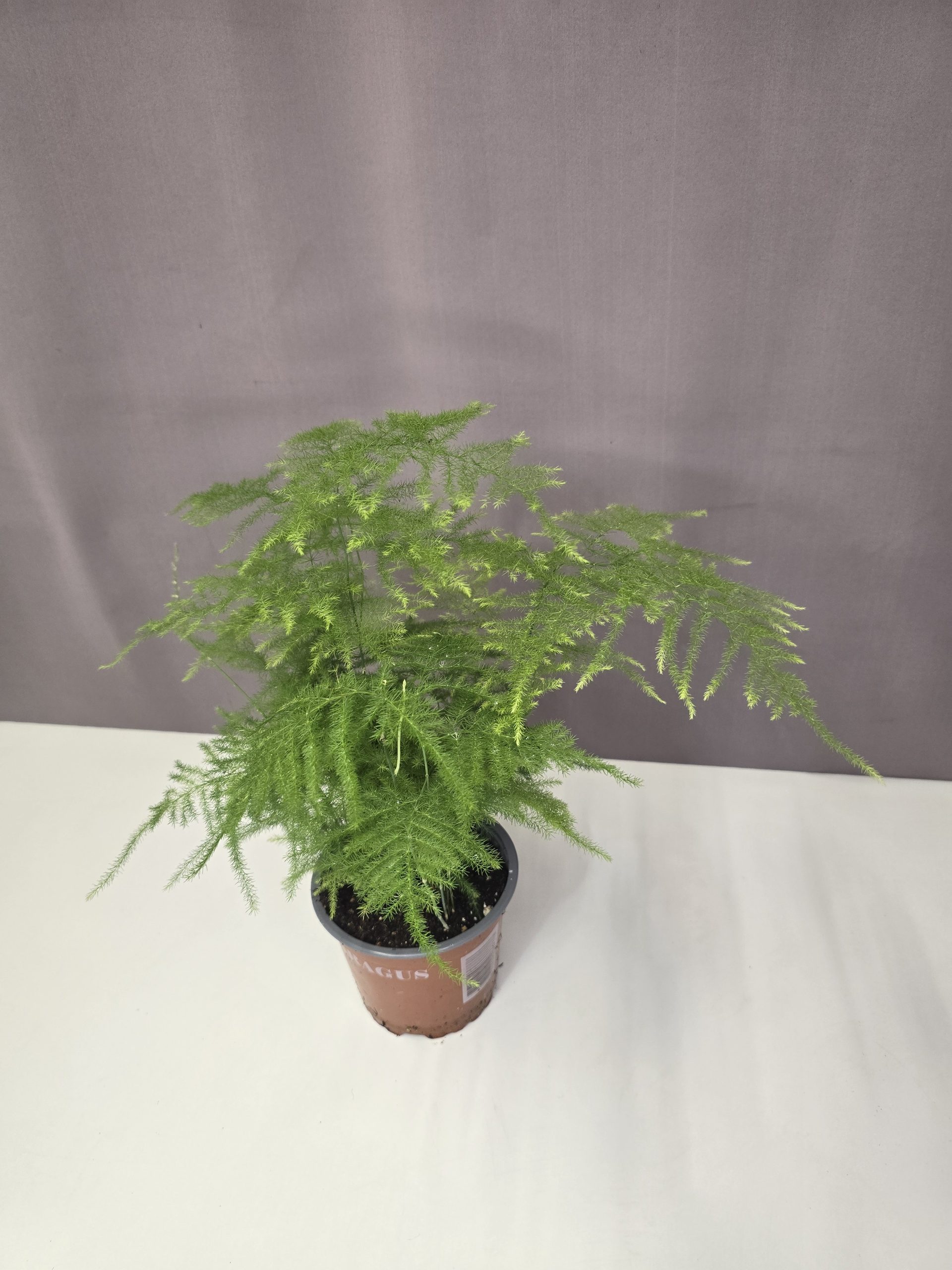Asparagus setaceus – Fátyolaszparágusz 12/45