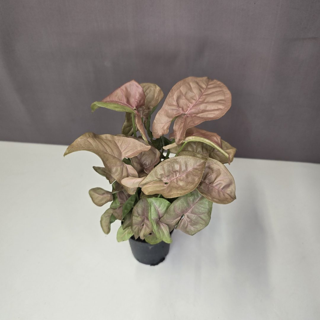 Syngonium 'Neon Robusta' mini 7/15