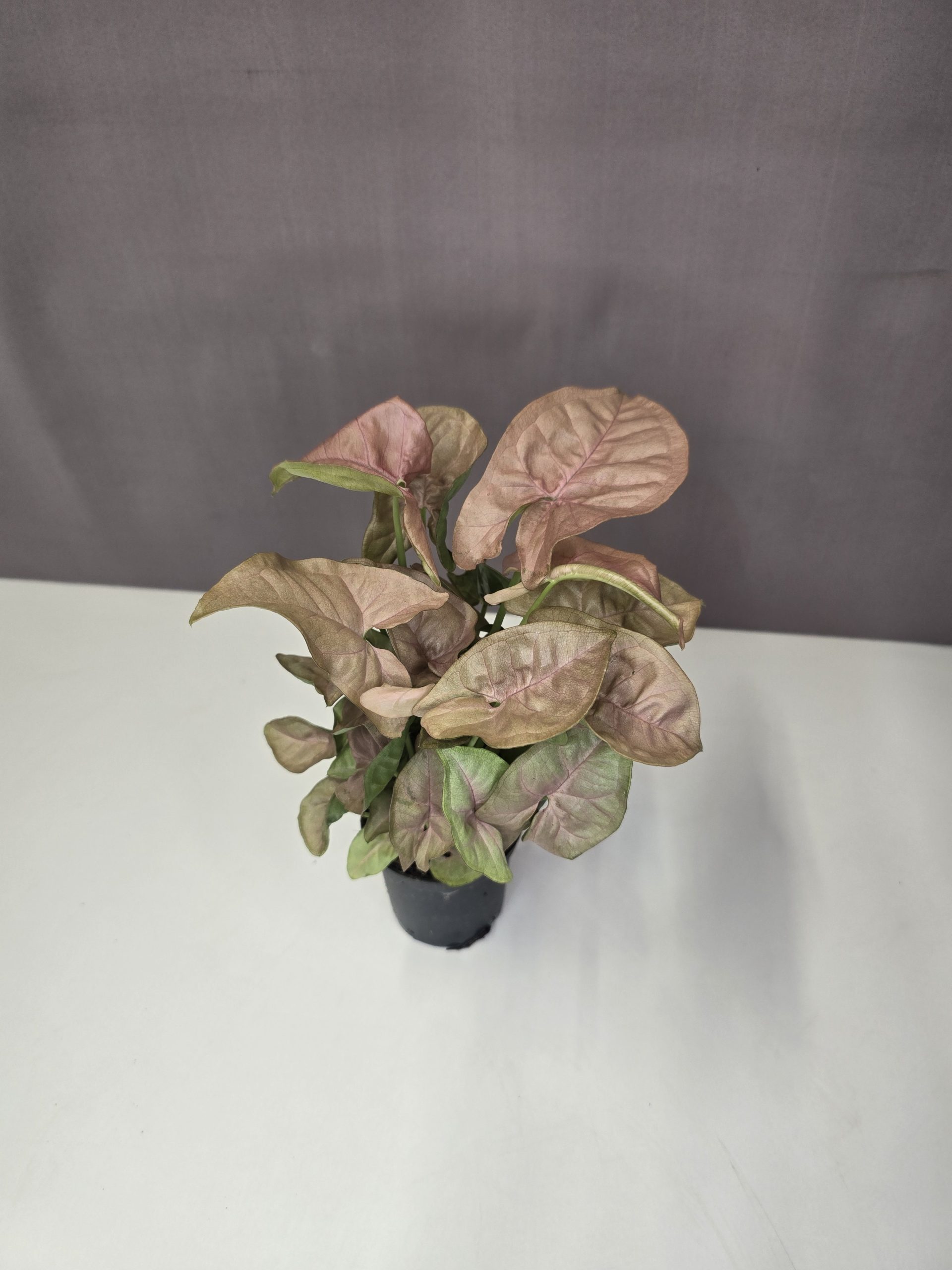 Syngonium ‘Neon Robusta’ mini 7/15