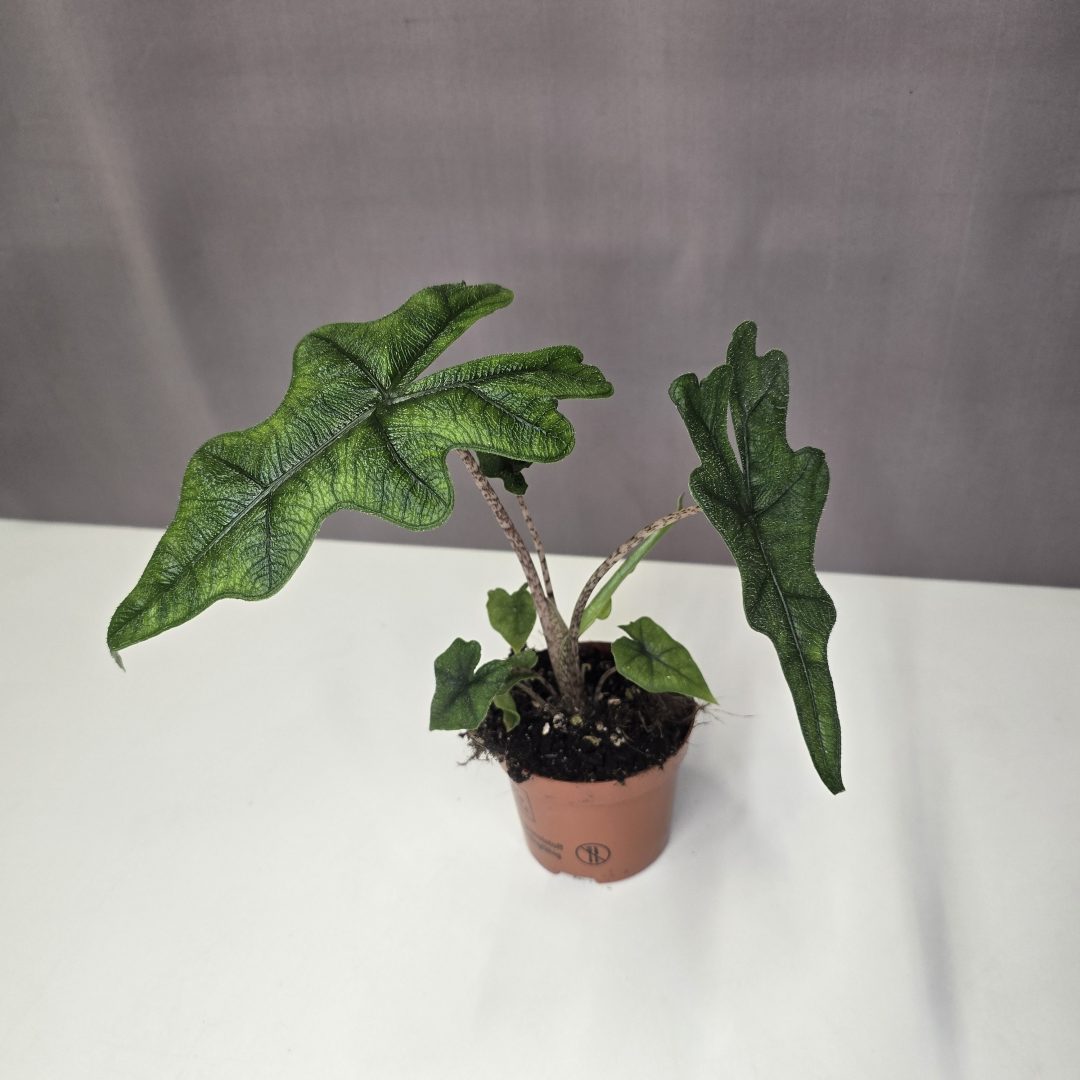 Alocasia 'Jacklyn' 9/20
