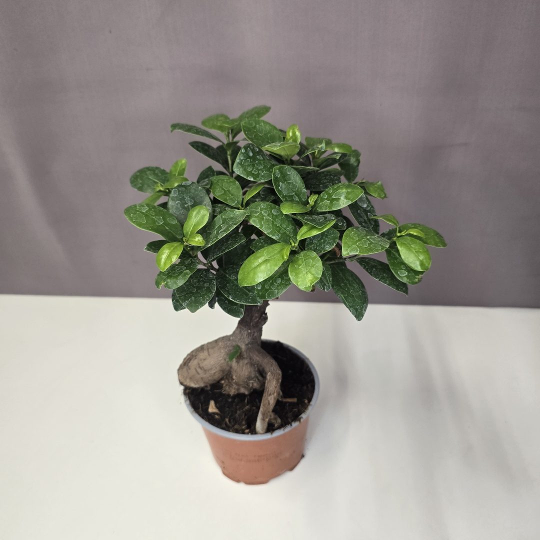 Ficus Ginseng 12/30