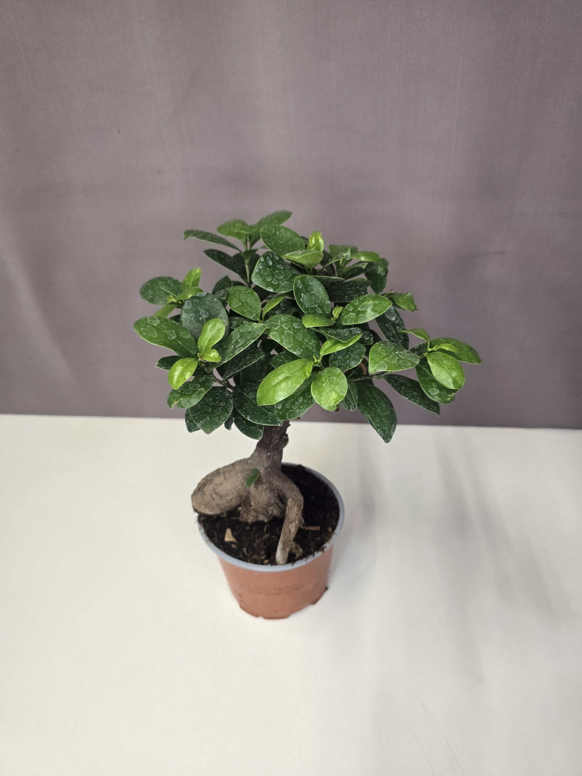 Ficus Ginseng 12/30