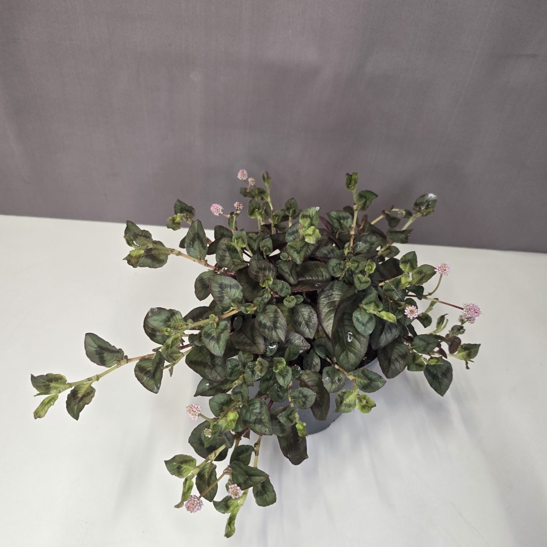 Persicaria capitata - Keserűfű 13/15