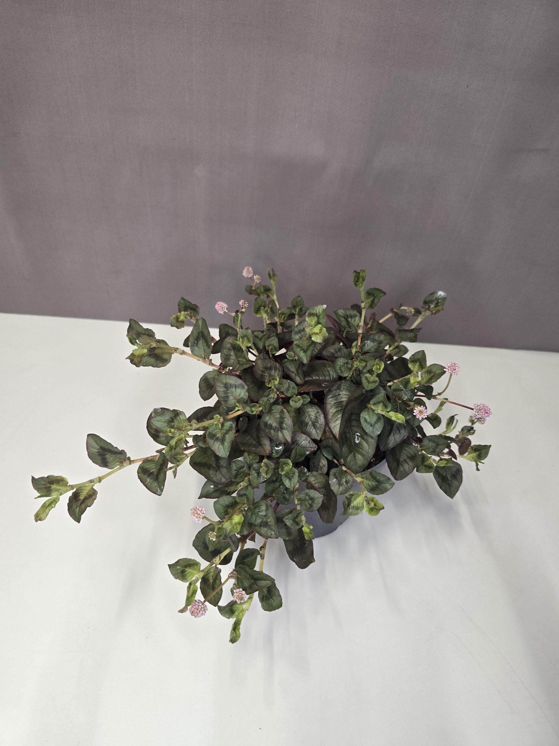 Persicaria capitata – Keserűfű 13/15