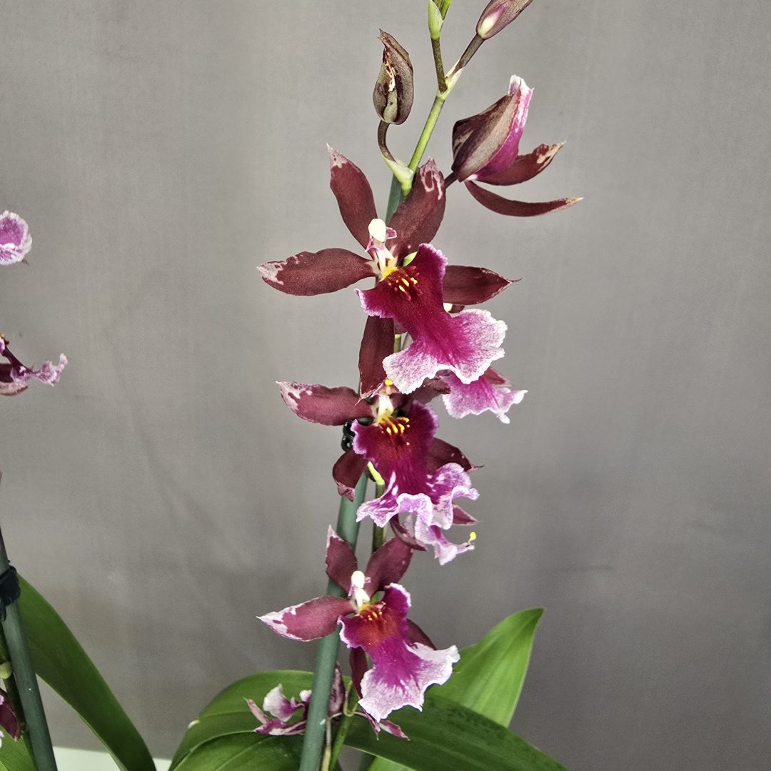 Cambria 'Barocco Red' 12/45