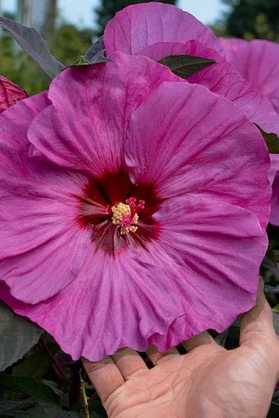 Hibiscus 'Berry Awesome' - Mocsári hibiszkusz 23/50
