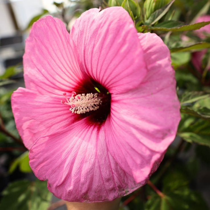 Hibiscus 'Candy Crush' - Mocsári hibiszkusz 23/50
