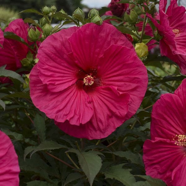 Hibiscus 'Summer in Paradise' - Mocsári hibiszkusz 23/50