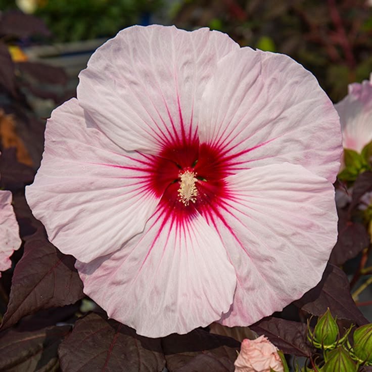 Hibiscus 'Dark Mystery' - Mocsári hibiszkusz 23/50
