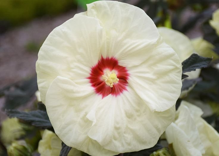 Hibiscus 'French Vanilla' - Mocsári hibiszkusz 23/50