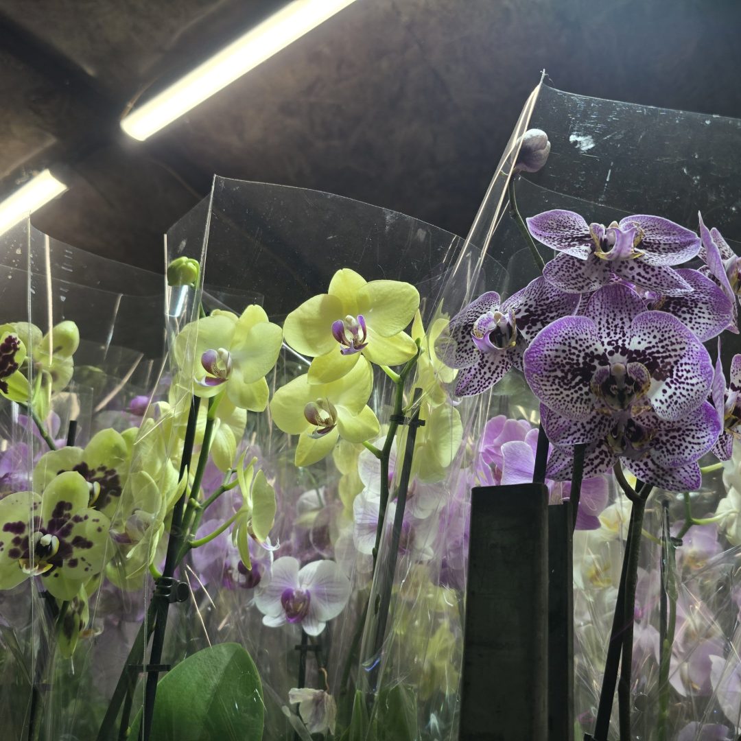 Mentsd meg Orchidea kétágas  12/40