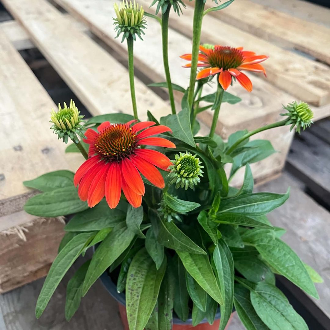 Echinacea purpurea - Narancssárga kasvirág 16/40