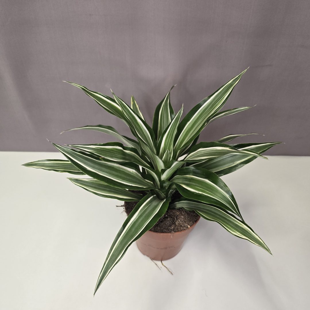 Dracaena fragrans 'White Stripe' 12/30