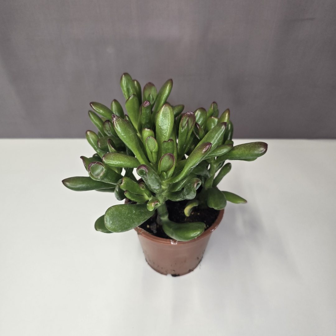 Shrek-fülű pozsgafa - Crassula ovata 'Gollum' 12/25