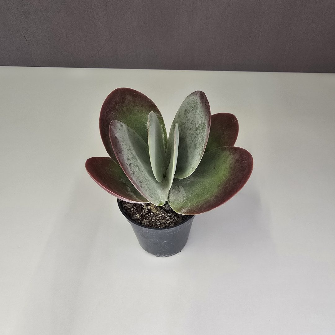 Kalanchoe Thyrsiflora - Széleslevelű korallvirág mini 5/10