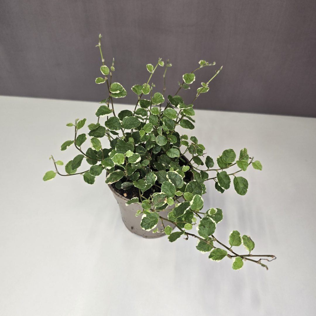 Ficus pumila - Kapaszkodó fikusz 9/15