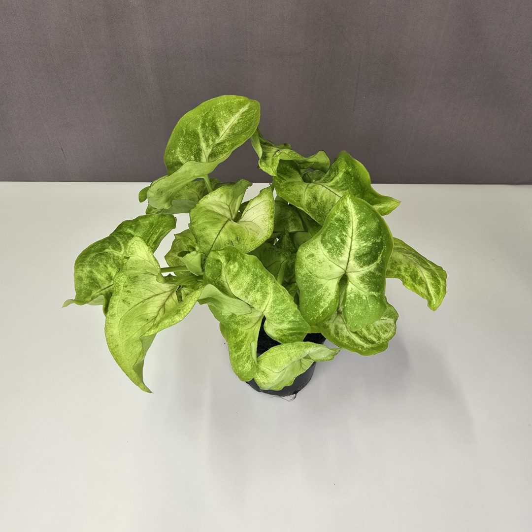 Syngonium 'Mango allusion' 7/15