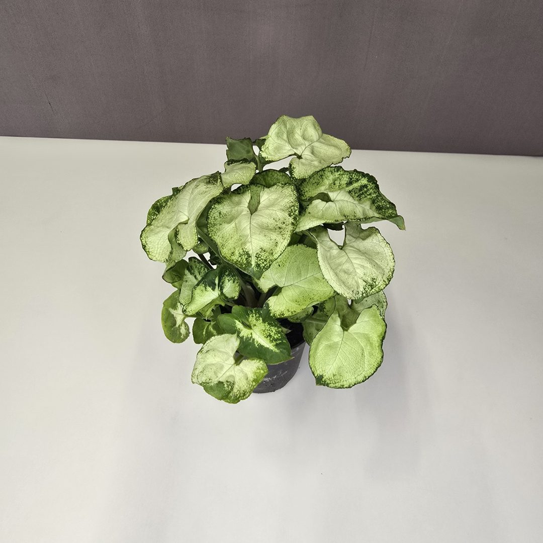 Syngonium 'Pixie' 7/15