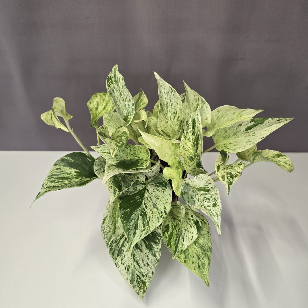 Epipremnum ‘Snow Leopard’ 12/30