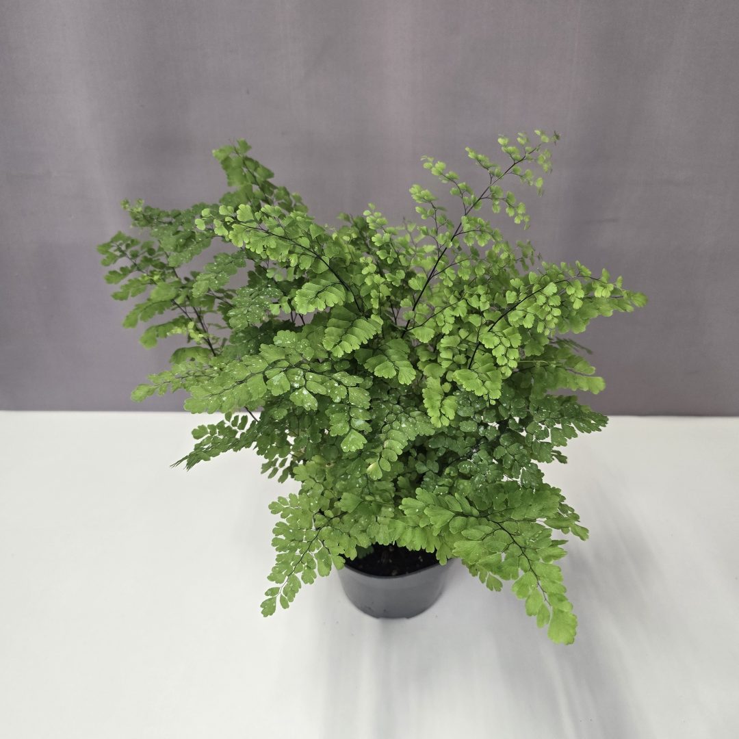 Vénuszfodorka - Adiantum raddianum 12/30
