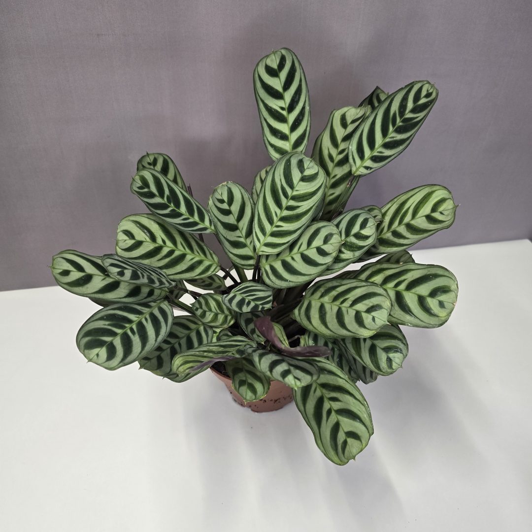 Ctenanthe burle-marxii 12/30