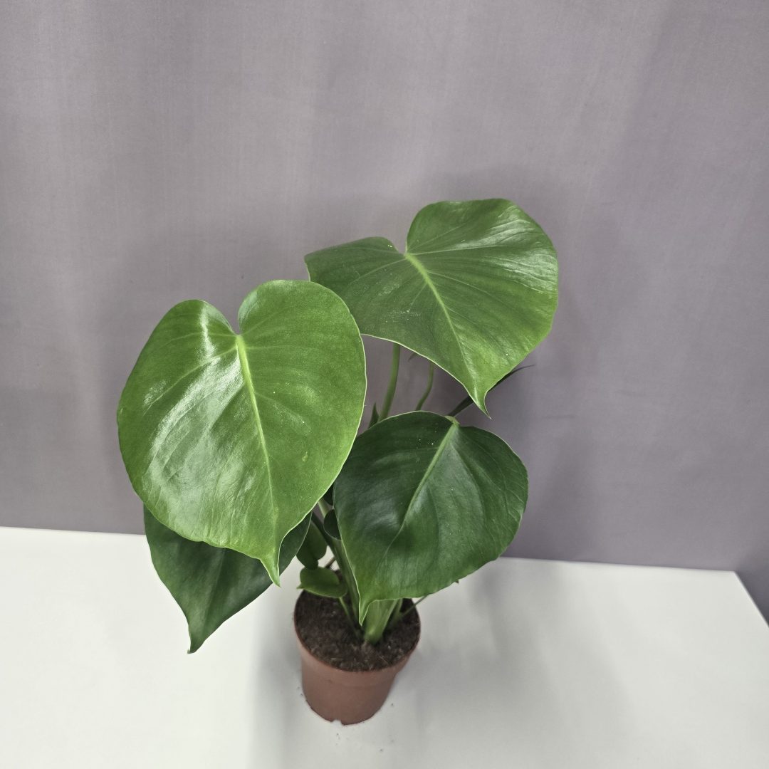 Monstera Deliciosa 12/45