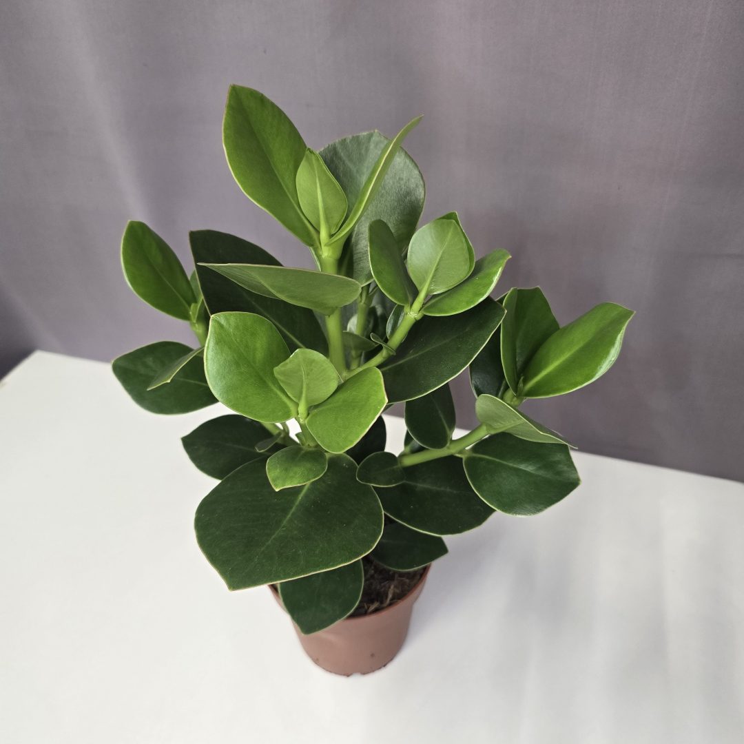 Clusia rosea princess - Ördögfüge 12/40