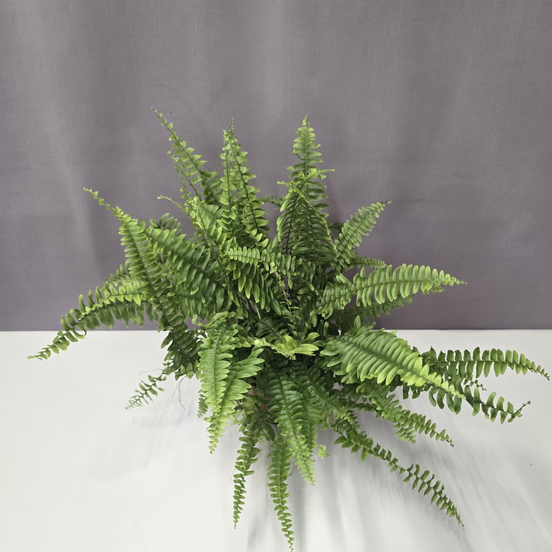 Nephrolepis ‘Green Lady’ 12/30