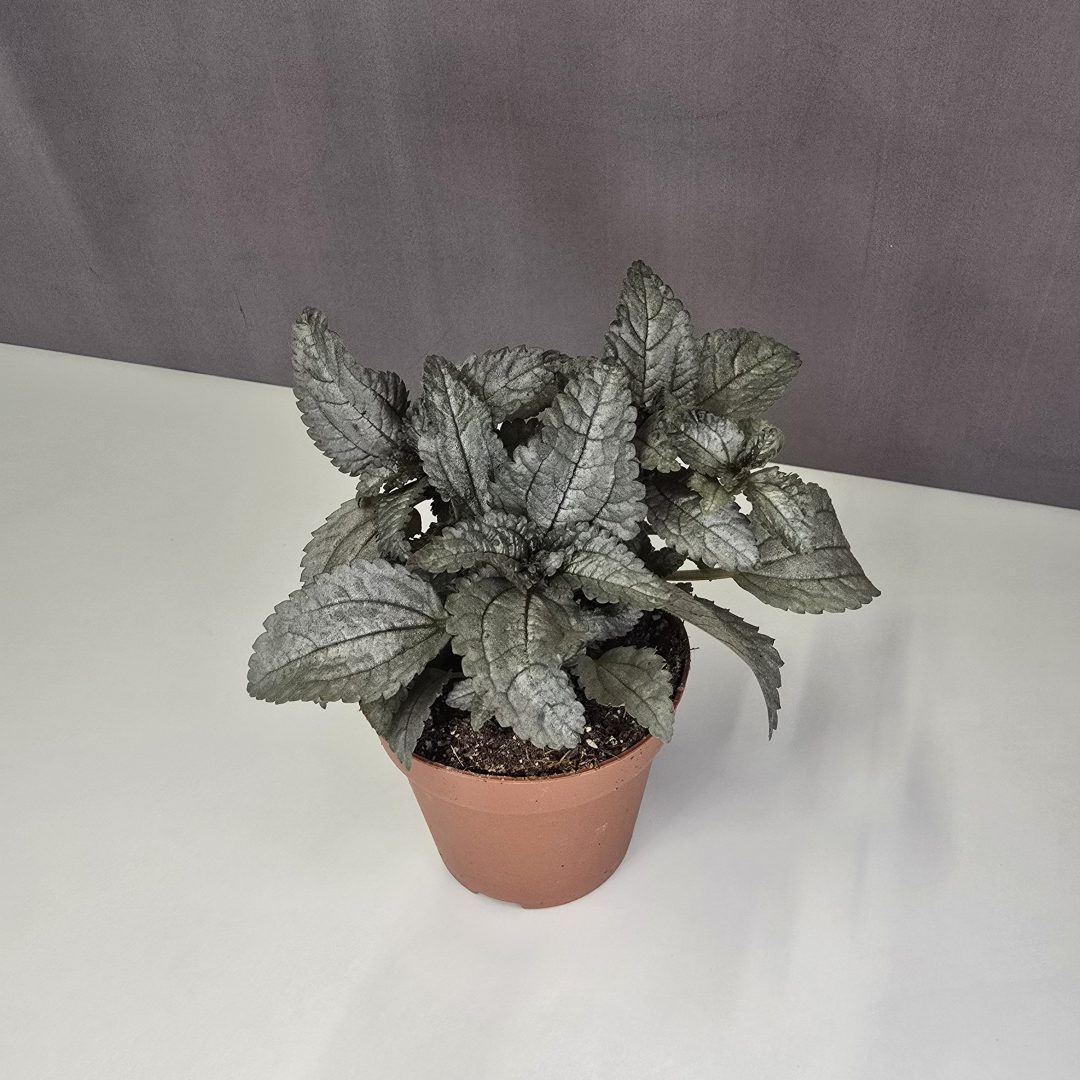 Pilea pubescens 'Silver Cloud' 8/15