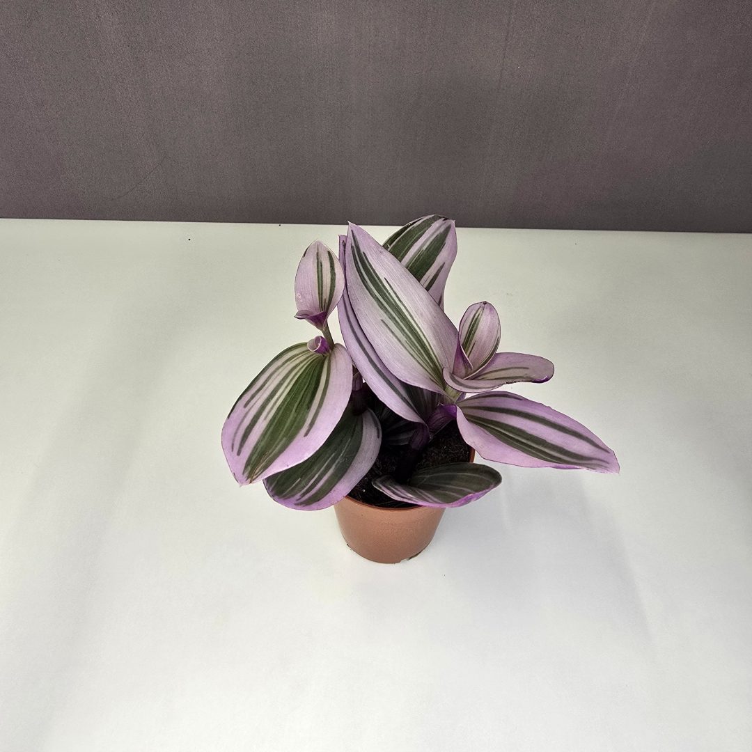 Tradescantia albiflora "Nanouk" mini 5/10