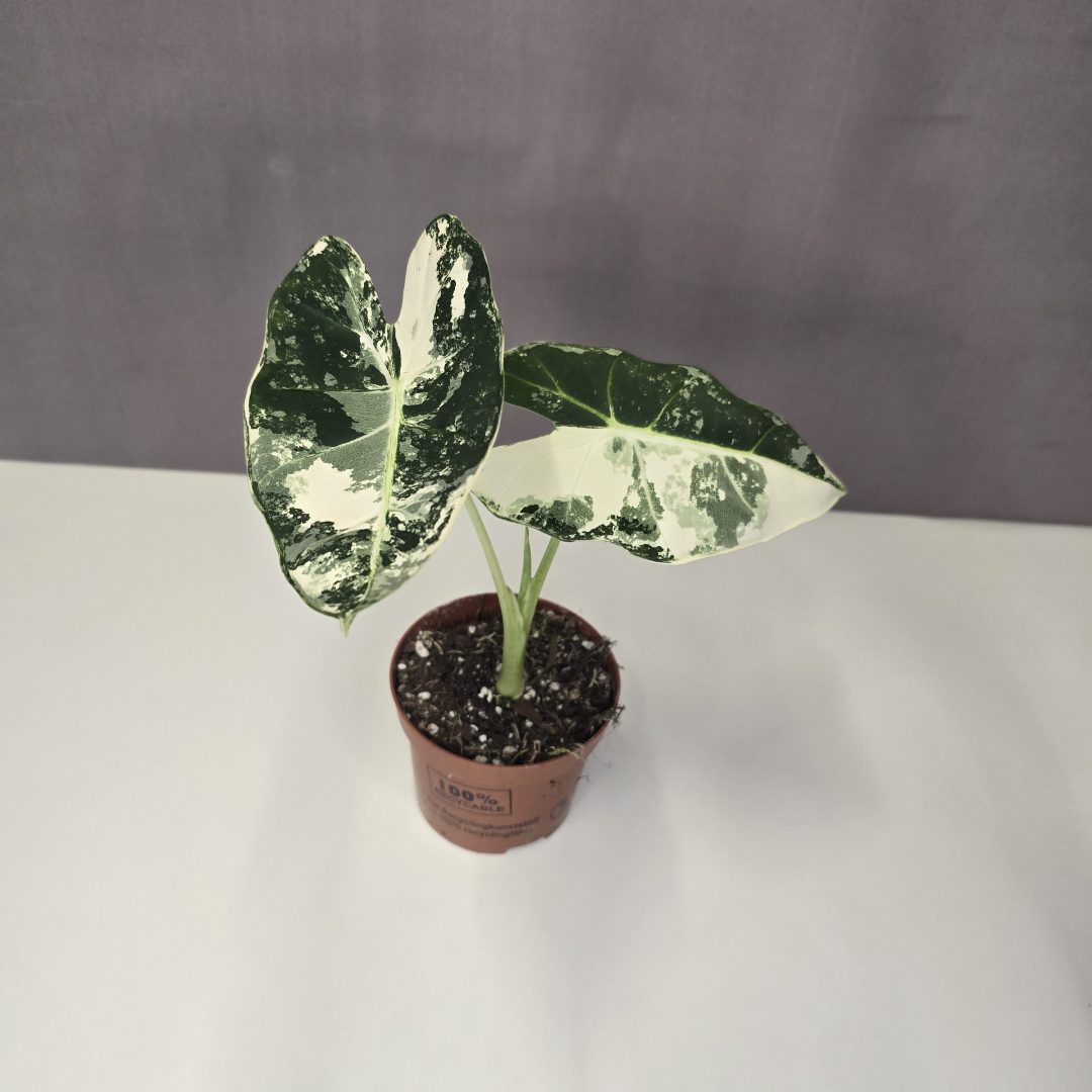 Alocasia micholitziana 'Frydek Variegata' 9/20