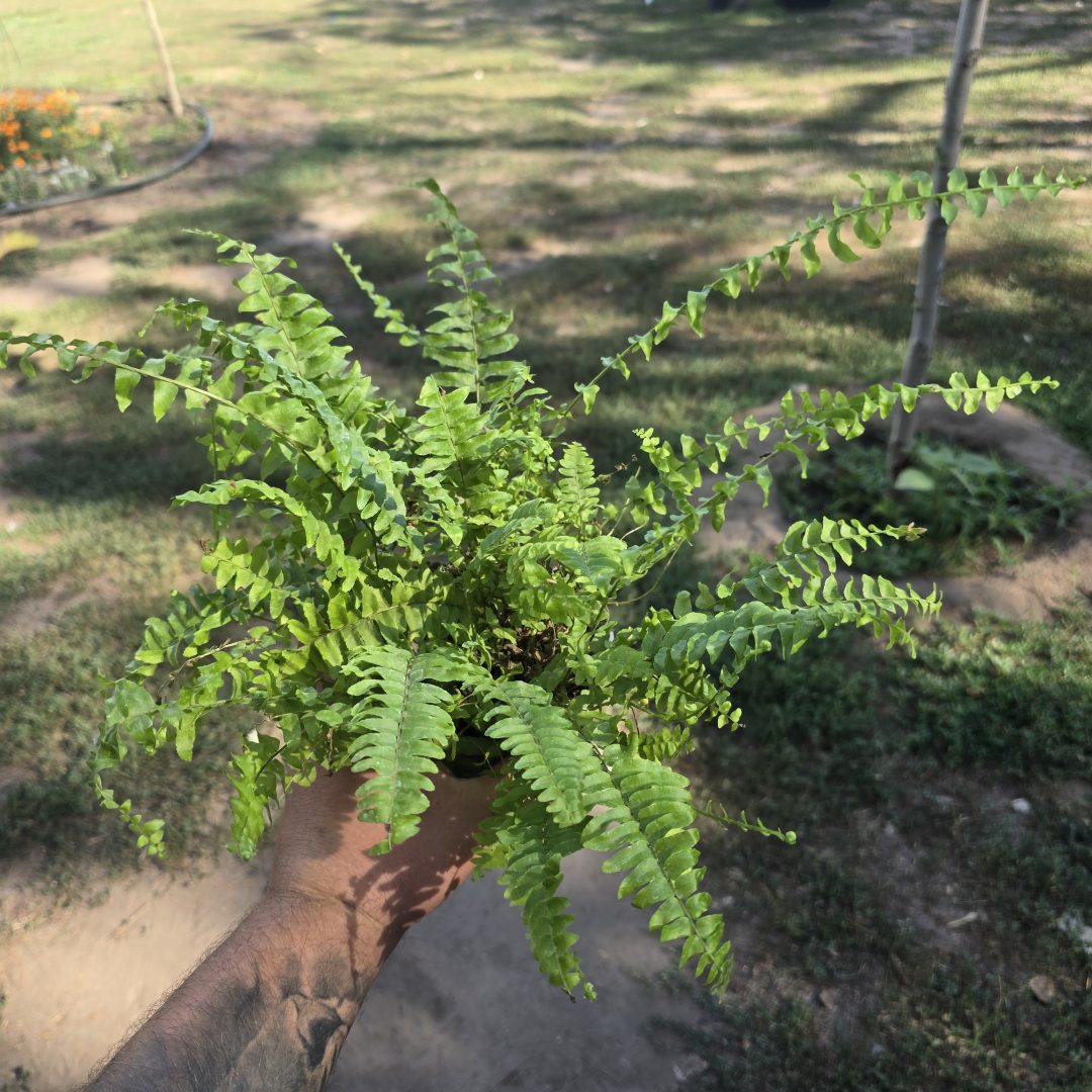 Nephrolepis Green Lady - Szobapáfrány