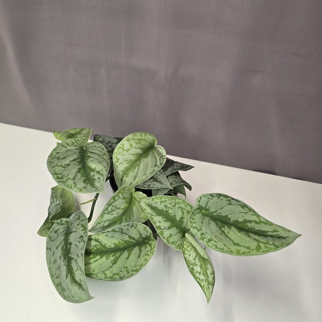 Scindapsus pictus 'Trebie' 12/25