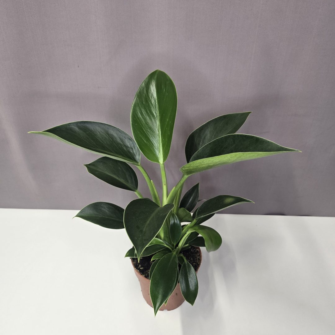 Philodendron 'Green Princess' 12/30