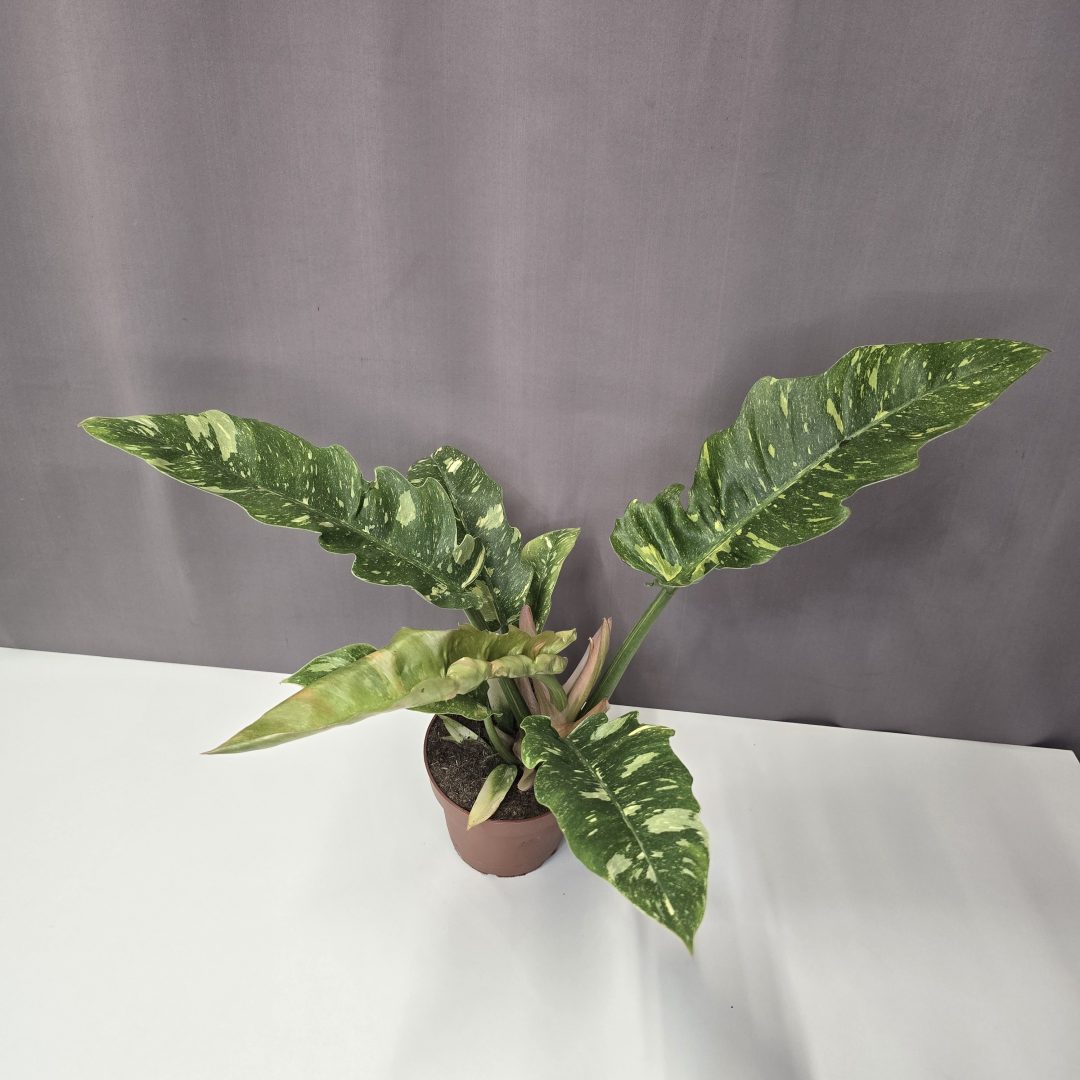 Philodendron 'Ring of Fire' 12/30
