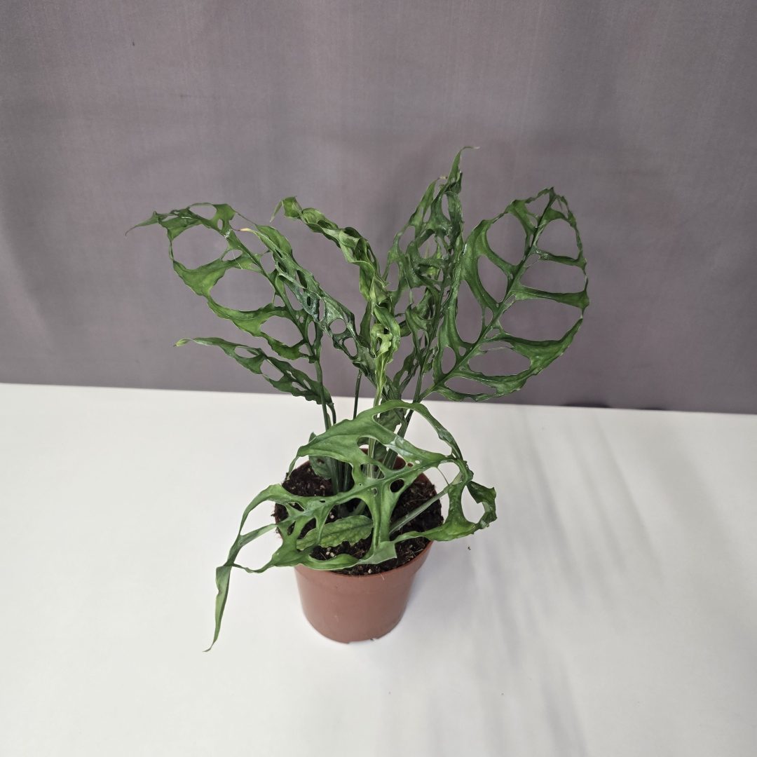 Monstera obliqua 'Peru' 12/30