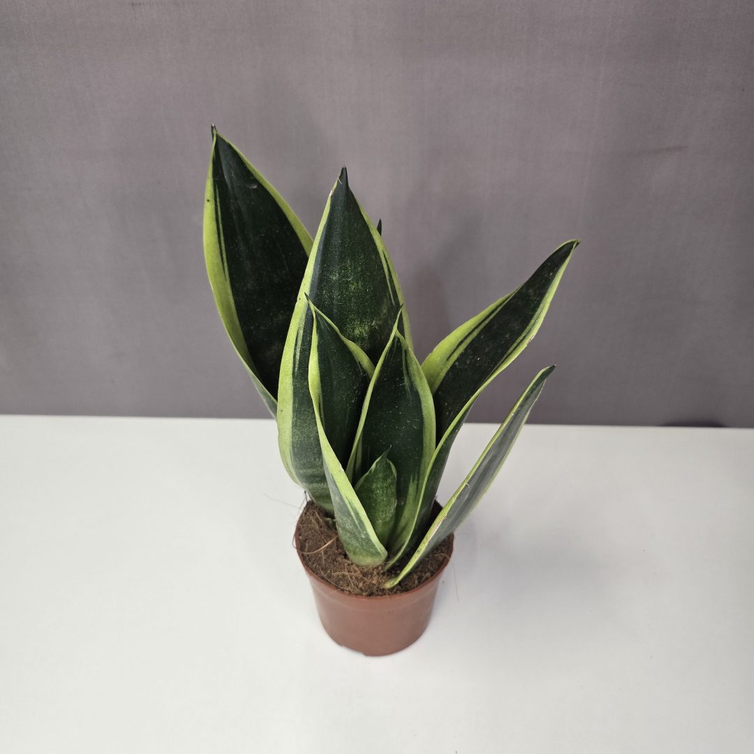 Sansevieria 'Canary' 9/30