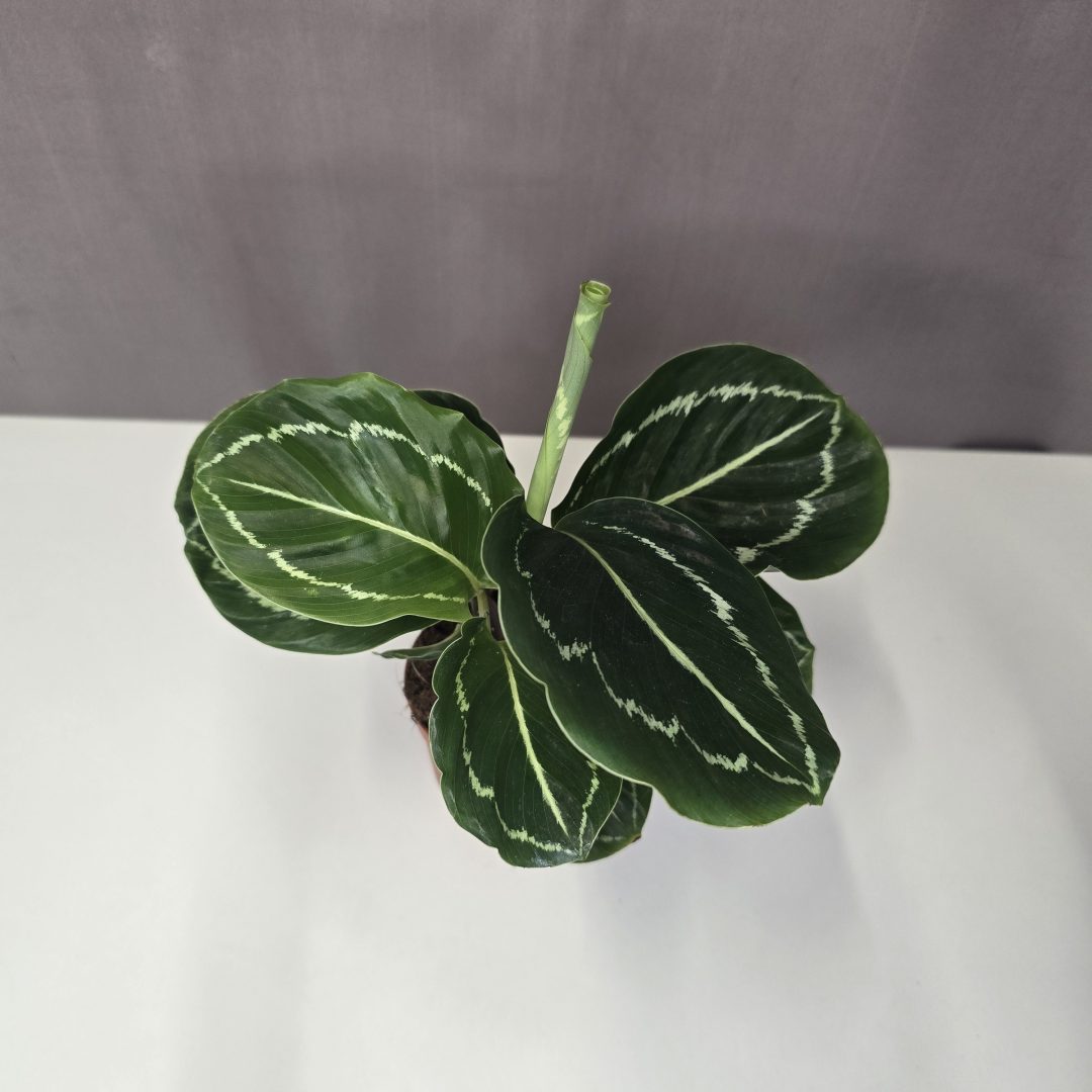 Calathea Roseopicta 'Green Lipstick' mini 7/10