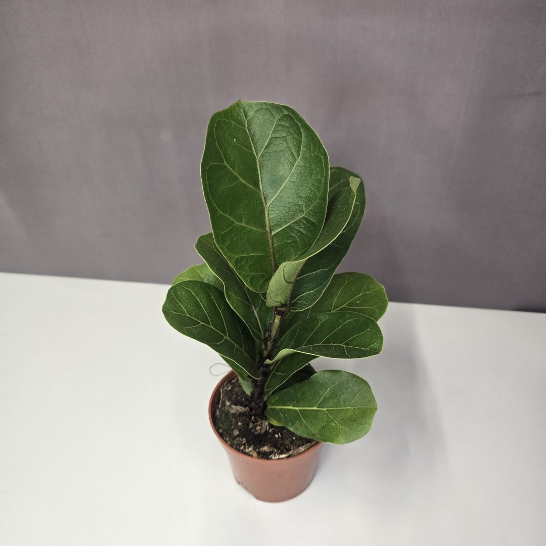 Ficus lyrata - Lantlevelű fikusz mini  9/20