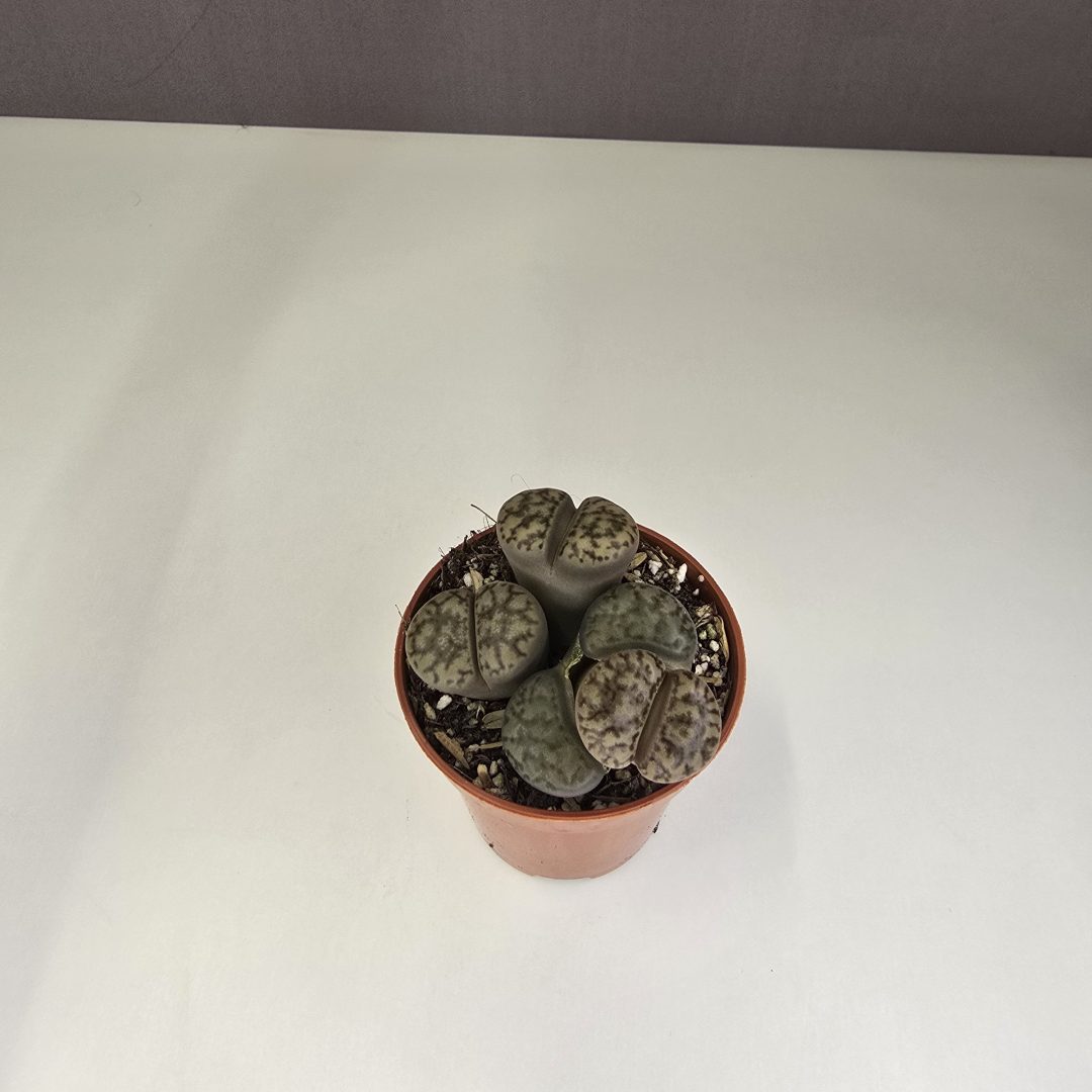 Lithops - Kavicsvirág 5/5