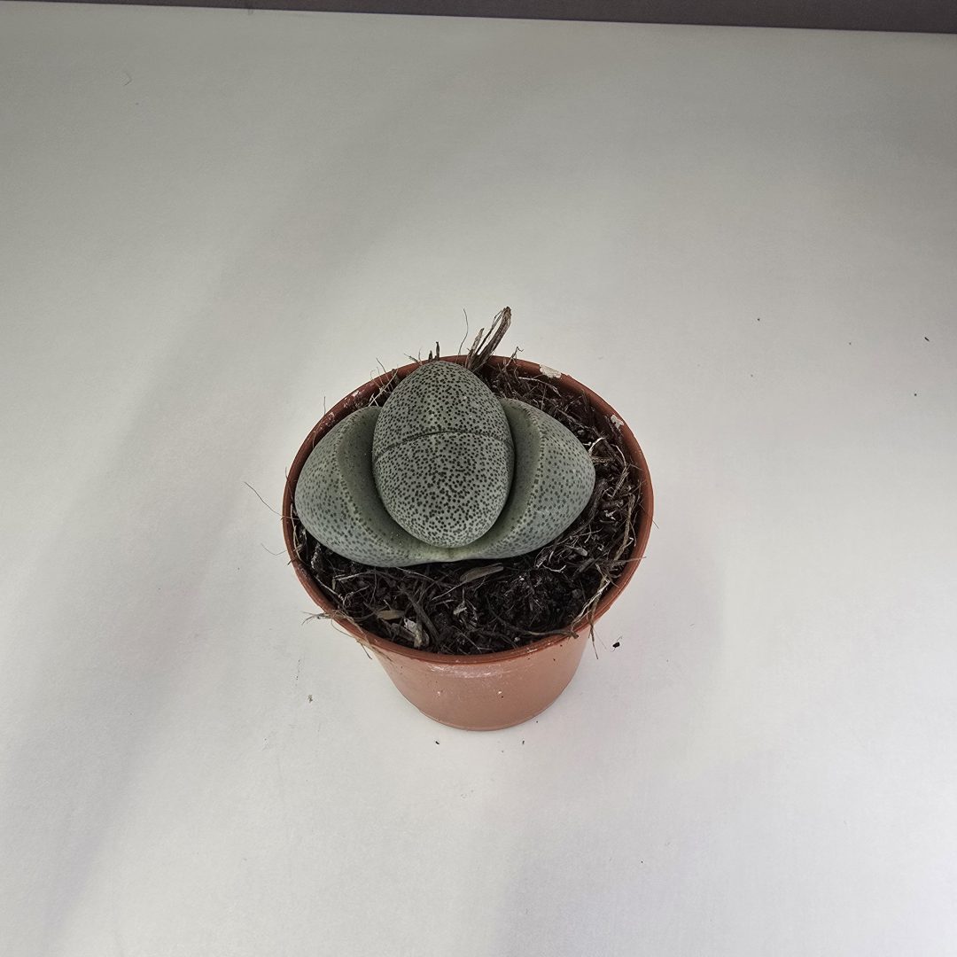 Pleiospilos nelii - Gömbölyű gránitvirág 5/5