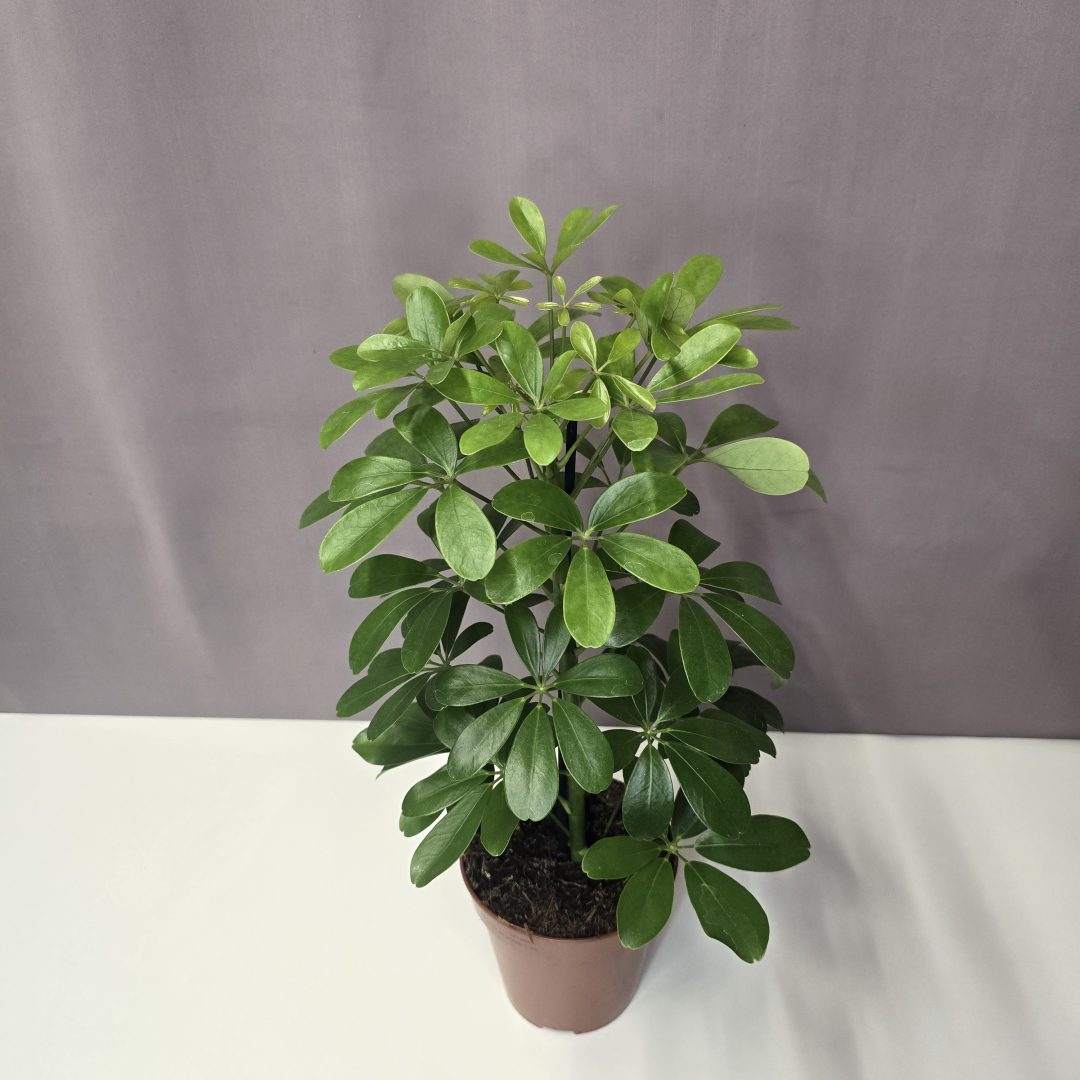 Sugárarália - Schefflera Nora 13/35