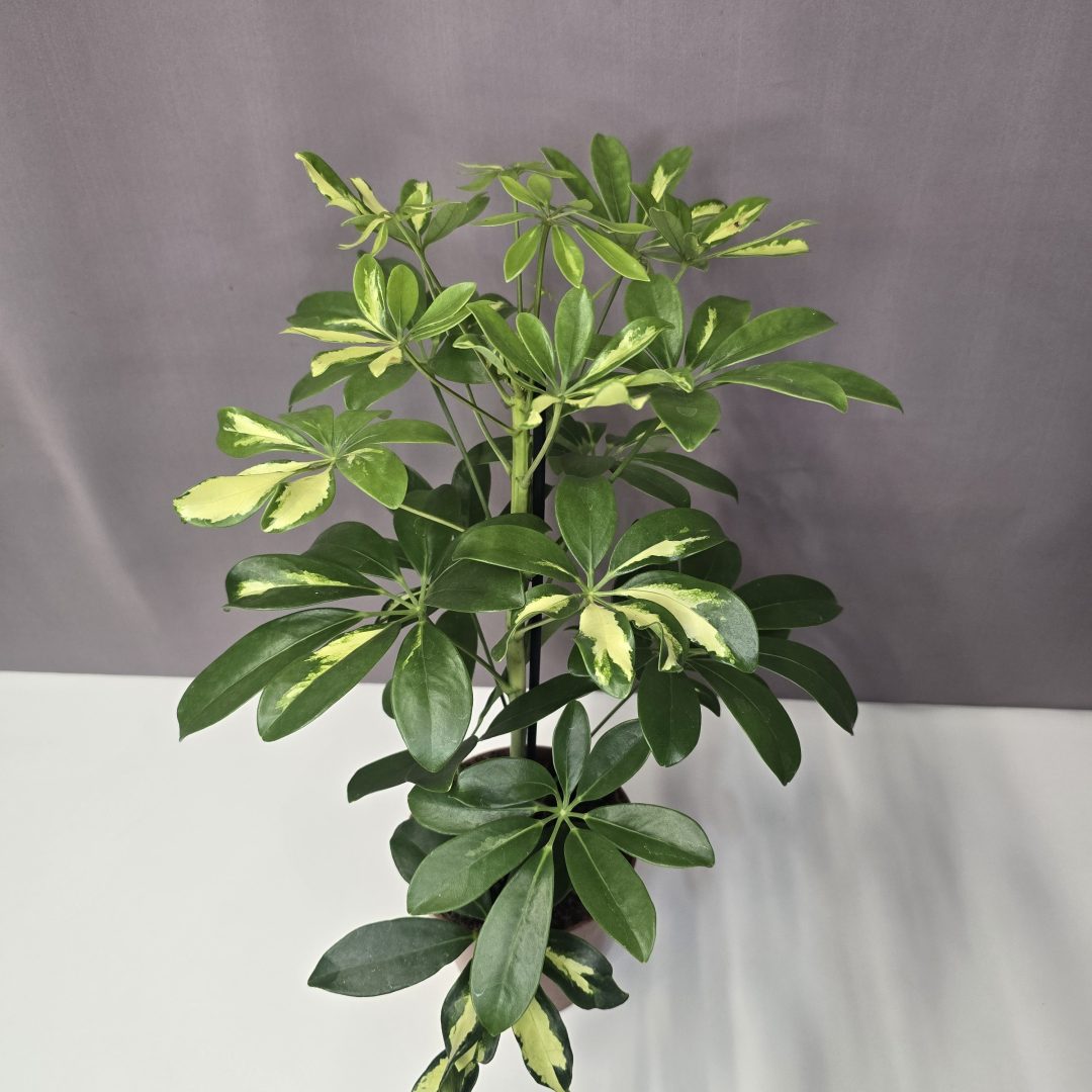 Sugárarália - Schefflera Gerda 13/30