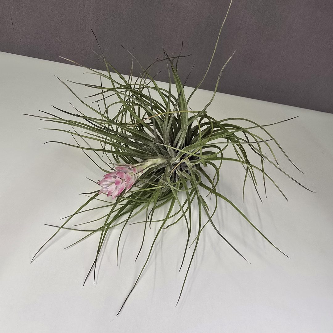 Tillandsia Cotton Candy