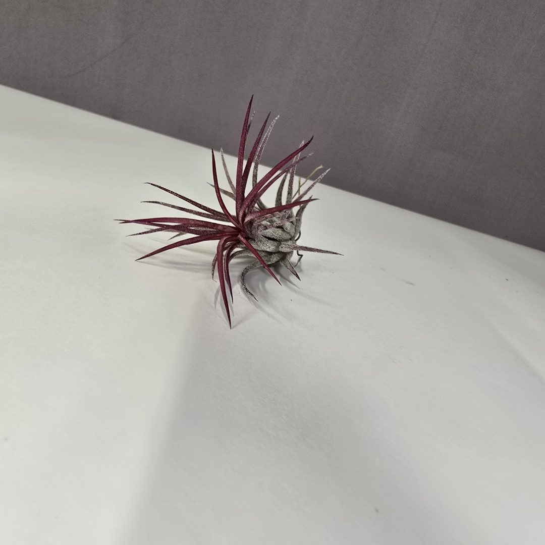 Tillandsia ionantha 'Rubra'